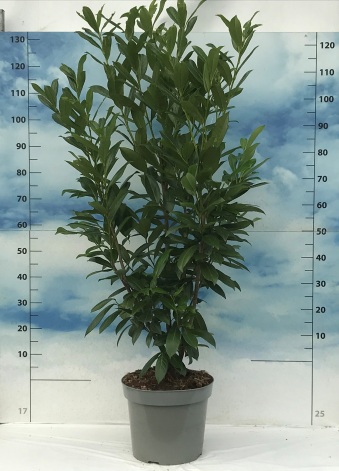 Prunus laurocerasus 'Caucasica' C15 100/125
