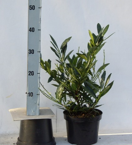 Prunus laurocerasus 'Otto Luyken' C3 30/40
