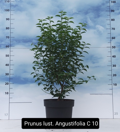 Prunus lusitanica Angustifolia C10 70/80