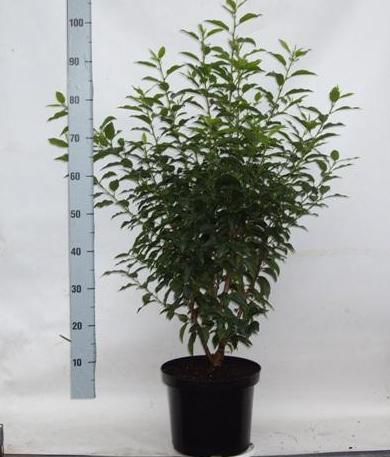 Prunus lusitanica Angustifolia C10 80/100