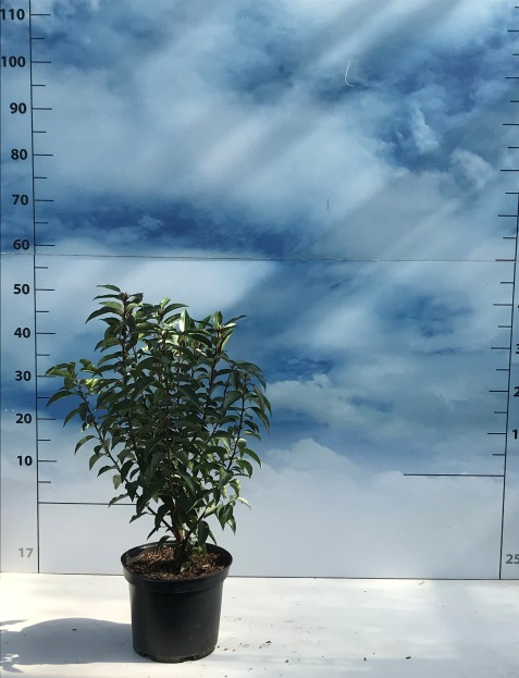 Prunus lusitanica Angustifolia C5 50/60