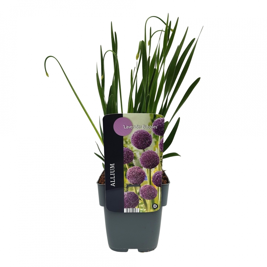 Allium 'Lavender Bubbles'® 17/V2 
