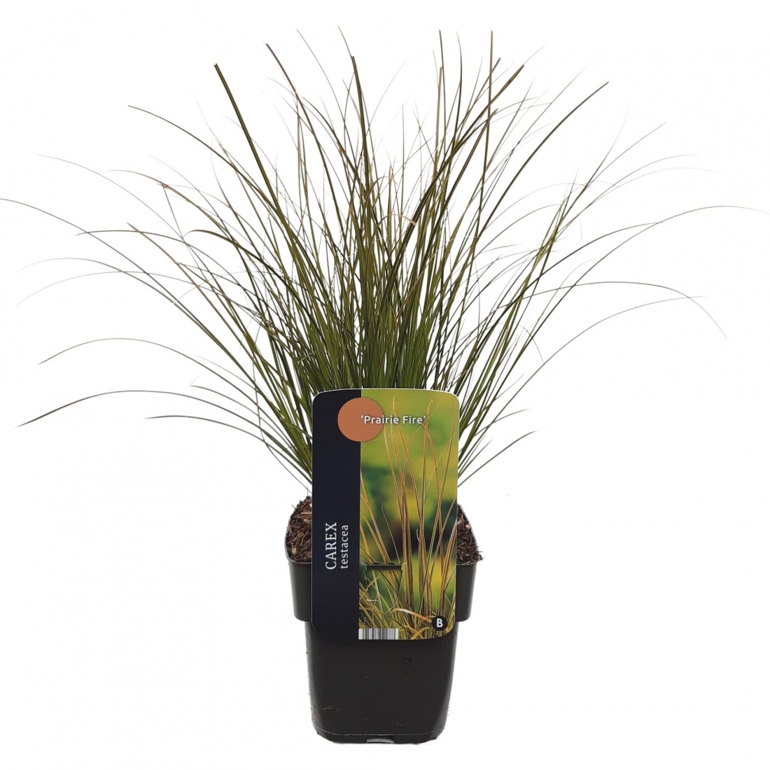Carex testacea 'Prairy Fire' 17/V2 