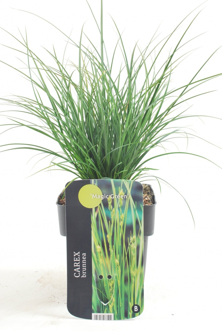 Carex brunnea 'Magic Green' 17/V2