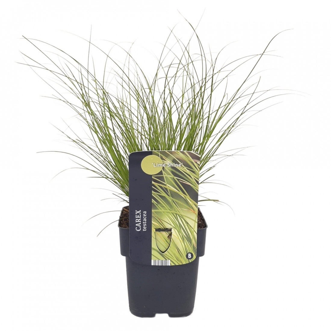 Carex testacea 'Lime Shine' 23/V5 