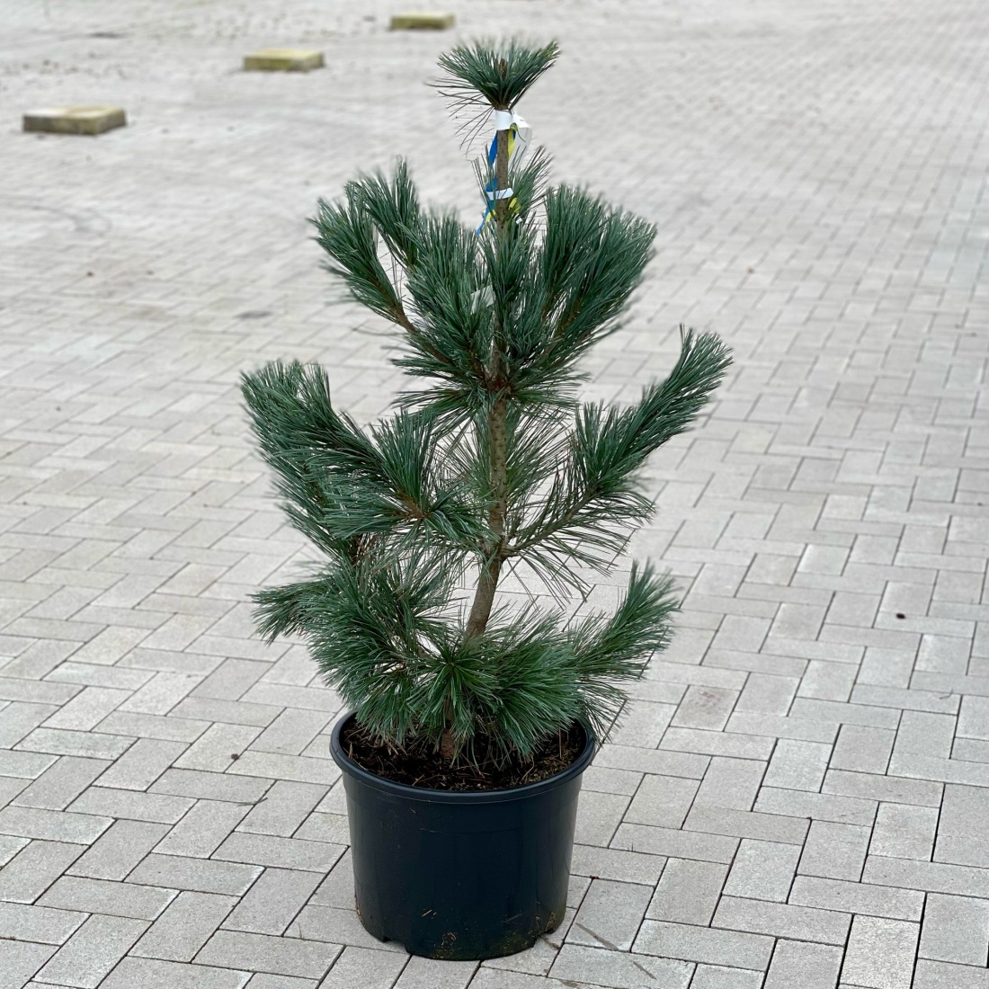 Pinus flex. 'Vanderwolf's Pyramid' C25 80/100