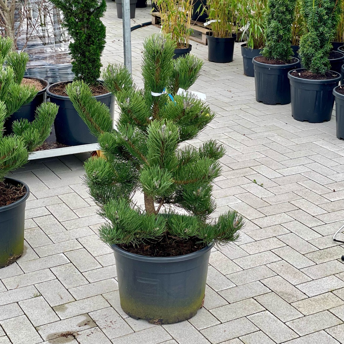 Pinus nigra 'Oregon Green' C25 60/80