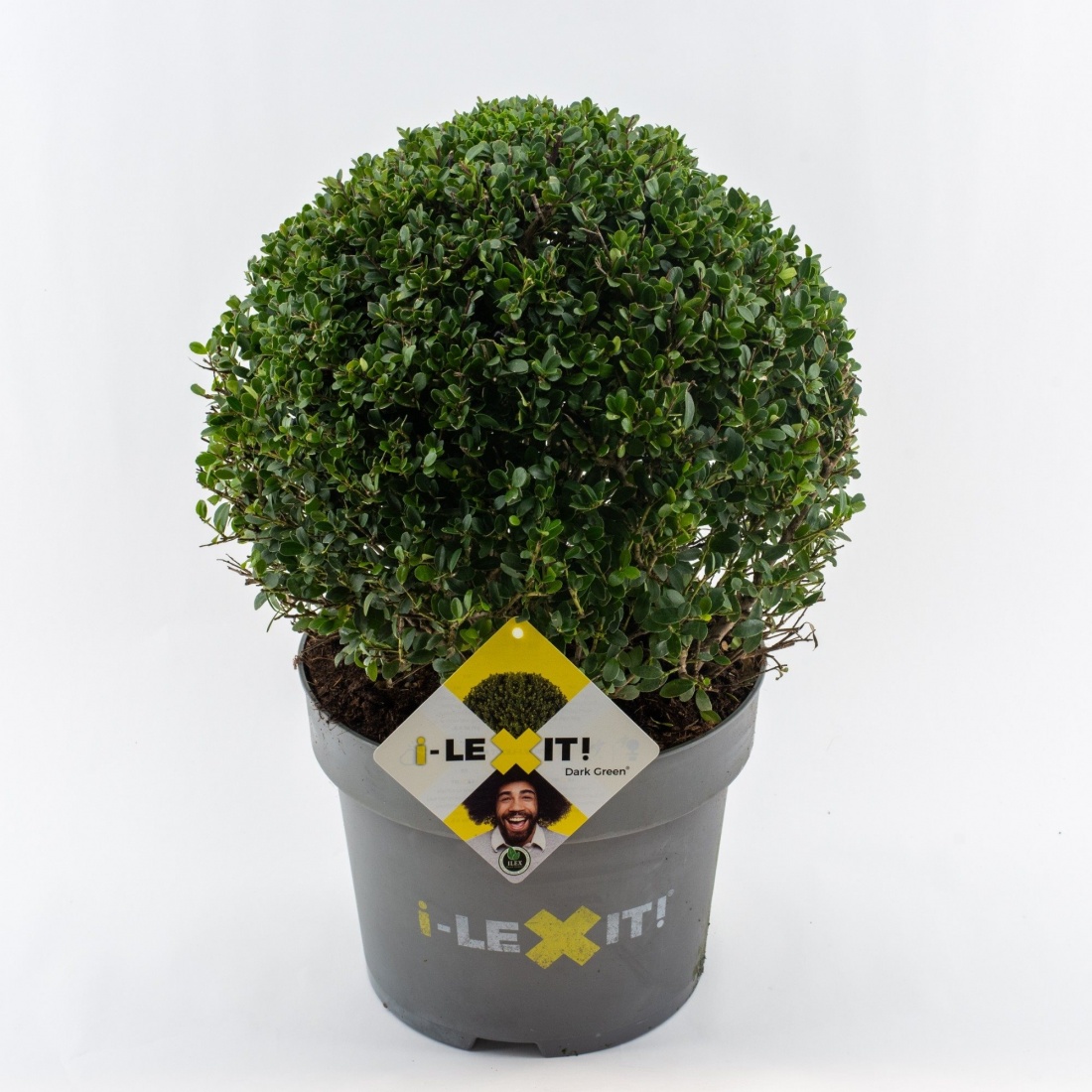 Ilex 'Dark Green'® Kugel (7) C10  Ø35