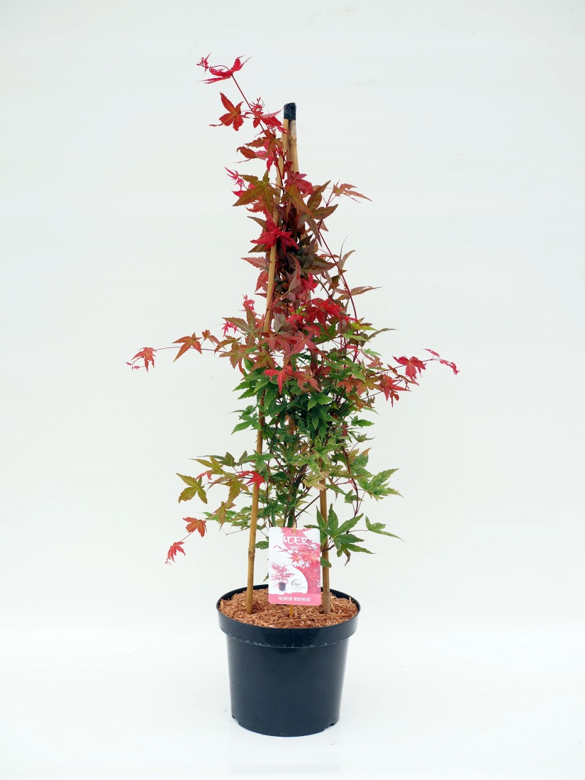 Acer palm. 'Beni-maiko' C7.5 60/80