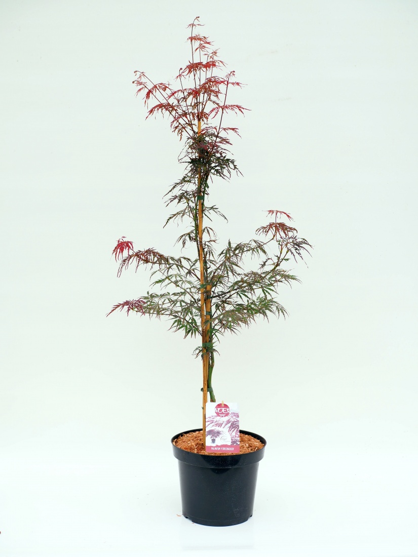 Acer palm. 'Firecracker' (Rot) C7.5 60/80