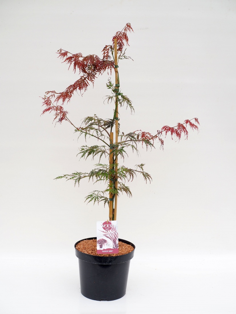 Acer palm. 'Garnet' (Rot) C7.5 60/80