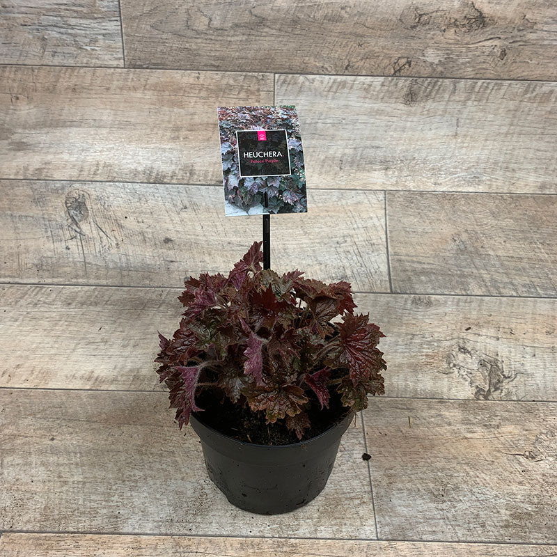 Heuchera micrantha 'Palace Purple' C2