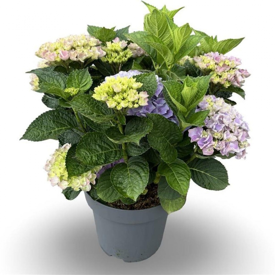 Hydrangea macro. 'Bela®' (blau) C12 40/50