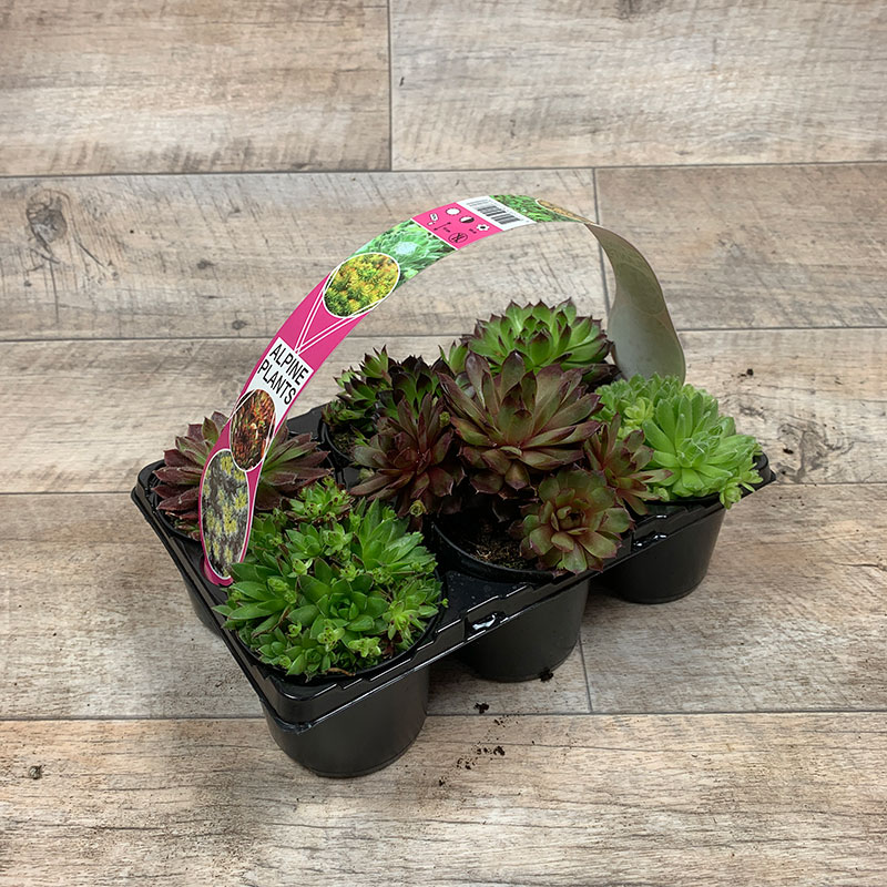 Sempervivum Mix 6-Pack