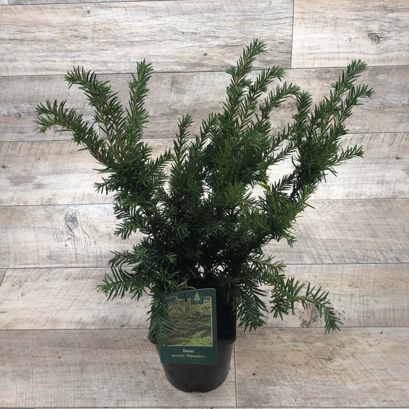 Taxus baccata 'Repandens' C2-V 30+