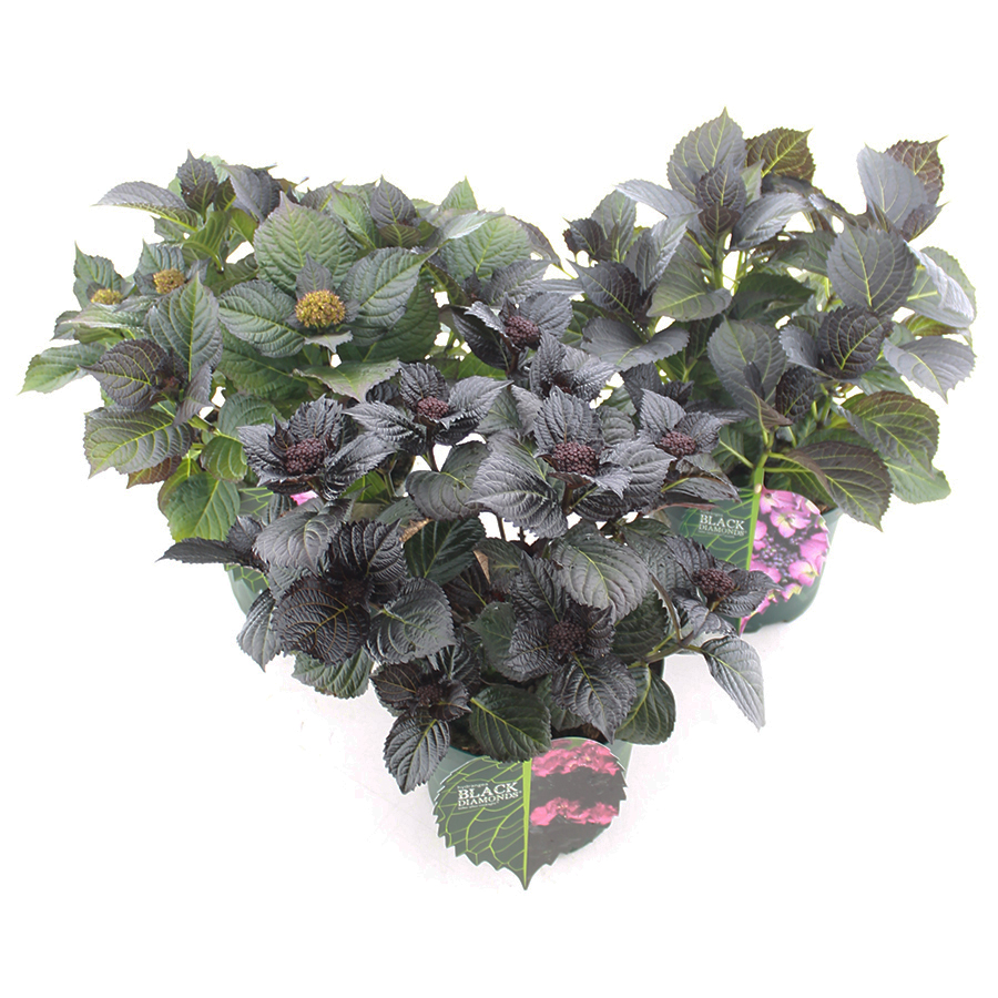 Hydrangea 'Black Diamonds'® C5