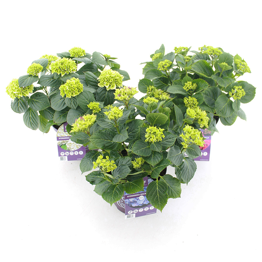 Hydrangea 'Forever & Ever'® C5