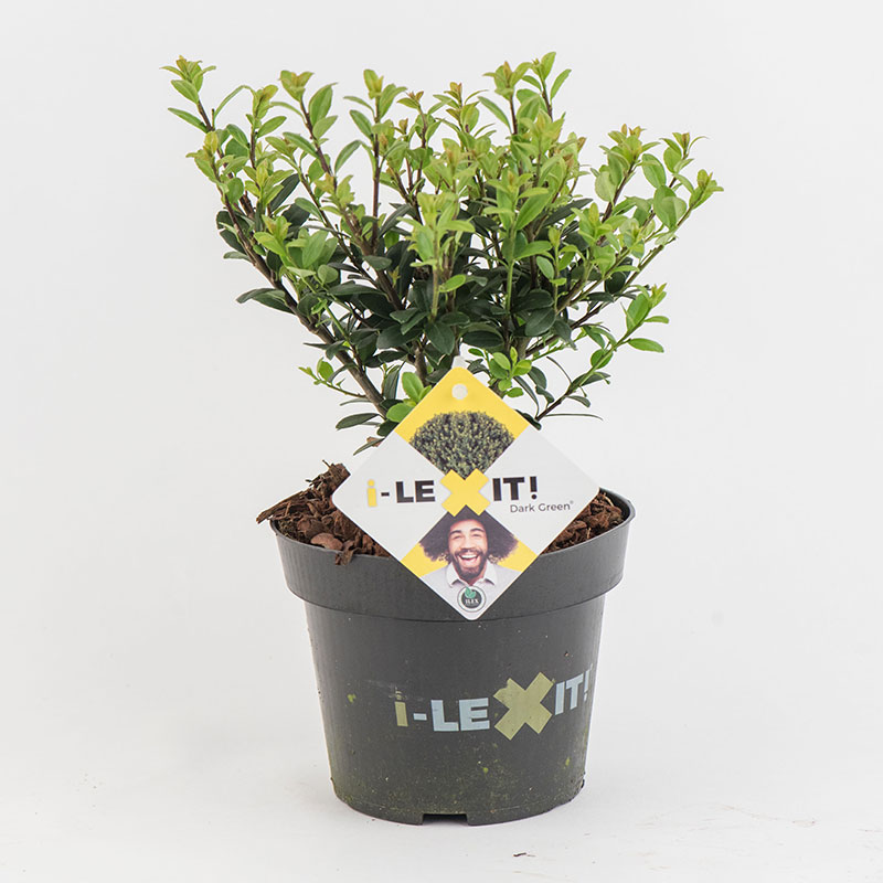 Ilex 'Dark Green'® C1 10/20