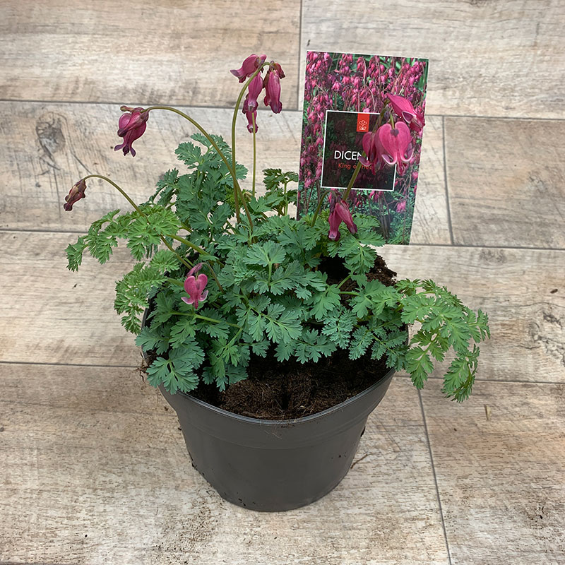 Dicentra Hybride 'King of Hearts' C2